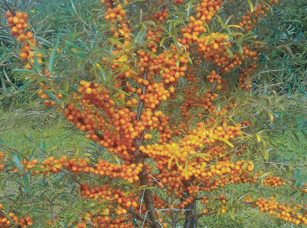 Un plant d'argousier avec fruits orangés