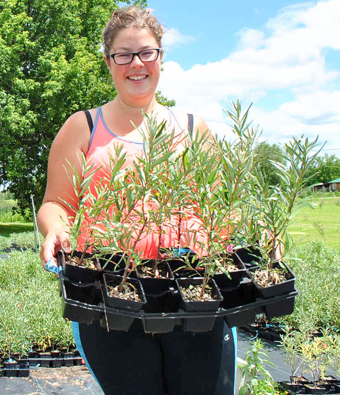 Plants d'un an en plateau